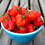 Variedades de chiles habaneros y sus diferencias